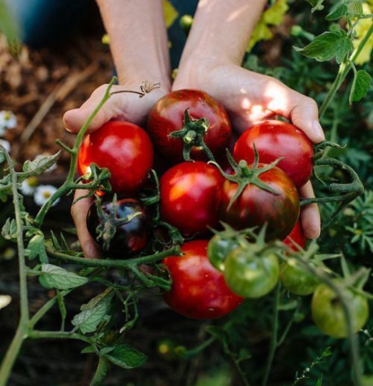 organic-crop-farming