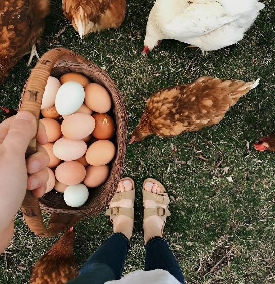 organic-crop-farming