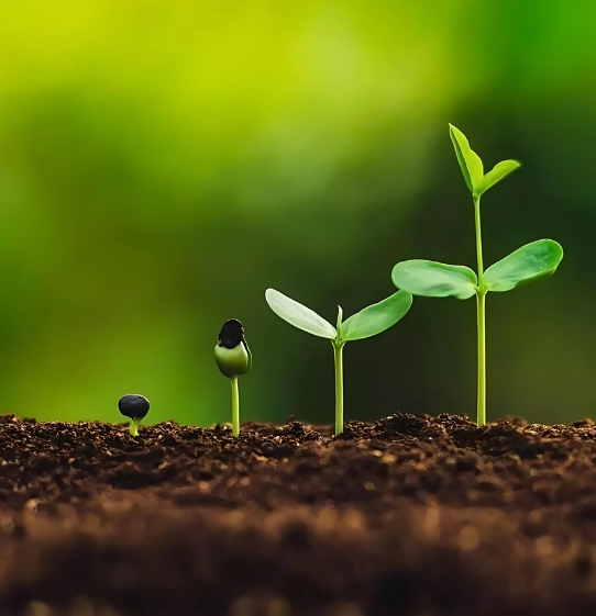 organic-crop-farming